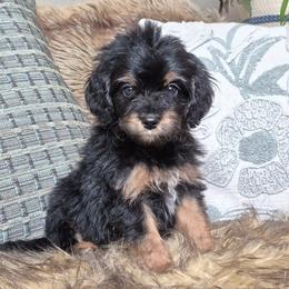 Beau - Black white and tan male Springerdoodle puppy in Fargo, North Dakota from Dakota SpringerDoodles