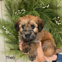 Boy 1 - Wheaten Soft Coated Wheaten Terrier puppy in Newark, Ohio from Valleydayle Doodles and Wheatens