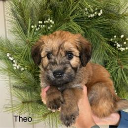 Boy 1 - Wheaten Soft Coated Wheaten Terrier puppy in Newark, Ohio from Valleydayle Doodles and Wheatens