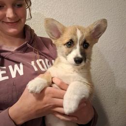 Ivy - Sable female Pembroke Welsh Corgi puppy in La Grange, Wyoming from Merrygold Corgis