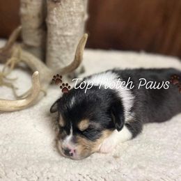Pembroke Welsh Corgi Puppies from Top-Notch Paws