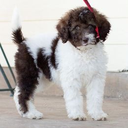 Cavapoos and Maltipoos from North Texas Puppies