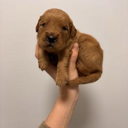 Boy 1 - Dark golden male Golden Retriever puppy in Lake Stevens, Washington from Sound Golden Retrievers