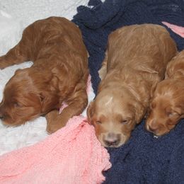 Goldendoodles from Taylor Town Doodles