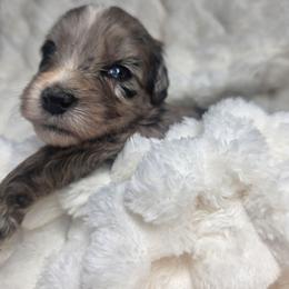 Rhett - male Golden Mountain Doodle puppy in Palestine, Texas from KK's Doodle Bunch