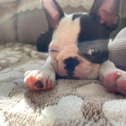 Boston Terrier Puppies from Big Sky Bostons