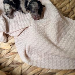 Cockapoo and Goldendoodle Puppies from Jax Doodles