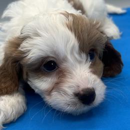 Tristan - Blenheim male Cavapoo puppy in Burke, New York from Patti’s Puppies