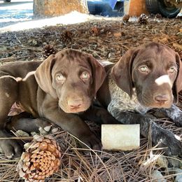 German Shorthaired Pointer Puppies from Kahaka Kennels