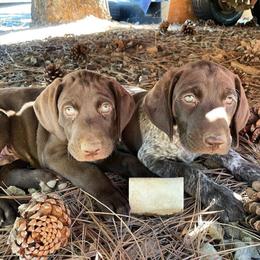 German Shorthaired Pointer Puppies from Kahaka Kennels
