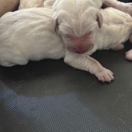 Boy 1 - Yellow male Labrador Retriever puppy in Isanti, Minnesota from Four Corners Family Labs