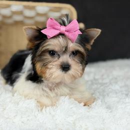 Sophie - Parti female Yorkshire Terrier puppy in Liberty, Texas from Tiny Yorkshire pups