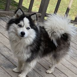 Maverick  - Pomsky
