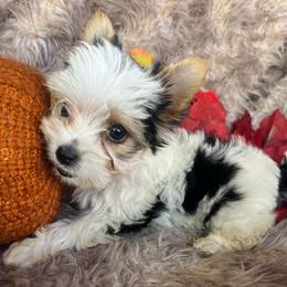Girl 1 - Parti female Yorkshire Terrier puppy in Riverside, California from Empire Yorkies