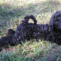 Frank - Black Labradoodle puppy in Lanexa, Virginia from Lees Reach Farm