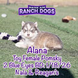 Alana - Blue female Pomsky puppy in Humeston, Iowa from M.A.R. Dogs