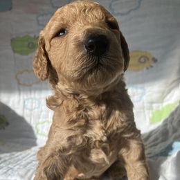 Goldendoodle Puppies from Cassie Farms
