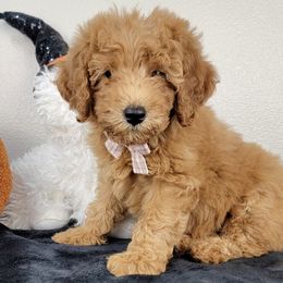 Roxy - Apricot female Goldendoodle puppy in Temecula, California from Oodles O'Doodles