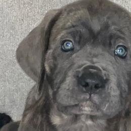 Cane Corso from Elite Legacy Corsos