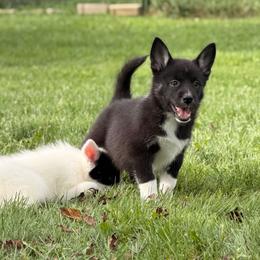 Capri - female Nenets Herding Laika puppy in Rockville, Maryland from Skais the Limit