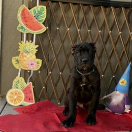 Boy 1 - Black male Cane Corso puppy in San Francisco, California from Solo Uno Cane Corso