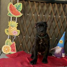 Boy 1 - Black male Cane Corso puppy in San Francisco, California from Solo Uno Cane Corso