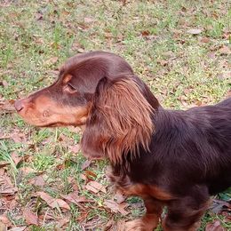 Posie - Dachshund