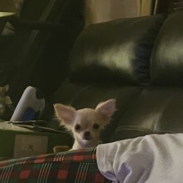 Chihuahua Puppies from Country Charm Chihuahuas