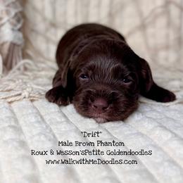 Drift - Chocolate male Goldendoodle puppy in Orange, Texas from Walk with Me Doodles