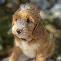 Bernedoodles and Goldendoodles from Farmland Doodles