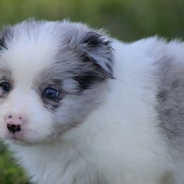 Male 6 - Blue merle male Border Collie puppy in Tylertown, Mississippi from Cool Meadow Farms
