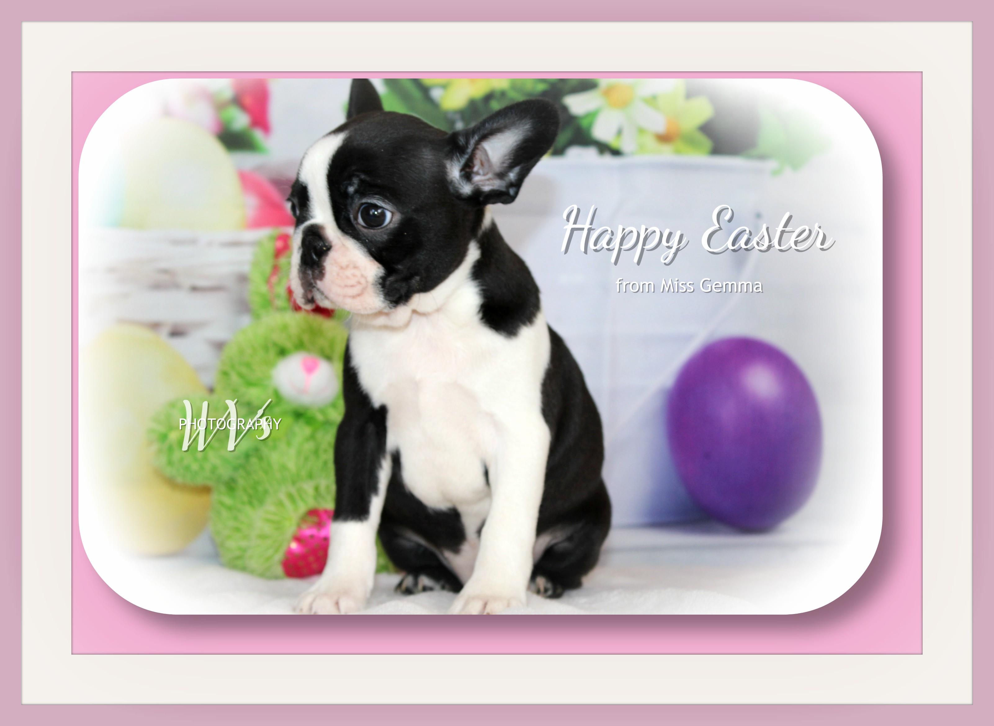 Windy Valley’s Bostons in Vermont Boston Terrier puppies Good Dog