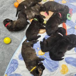 Purple collar - Black brindle male Dutch Shepherd puppy in Howey In The Hills, Florida from MAC K9 Dutch Shepherds