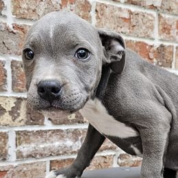 Boy 2 - Blue Staffordshire Bull Terrier puppy in Houston, Texas from Khaleesi Kennel