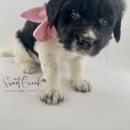 Newfoundland, Newfypoo, and Sheepadoodle Puppies from Sweet Creek Pups
