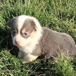 Remi - Blue female Pembroke Welsh Corgi puppy in Hillsville, Virginia from Bonderosa Kennels