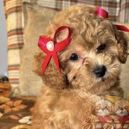 Poodles and Shih Tzus from PureBreedsKC