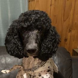 Goldendoodles from Wright’s Wiggle Butts