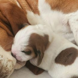 Basset Hounds from Yankee Bassets
