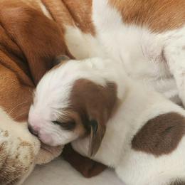 Basset Hounds from Yankee Bassets