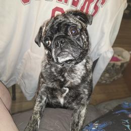 Pug All Grown Up from Kapelac's Royal Pugs