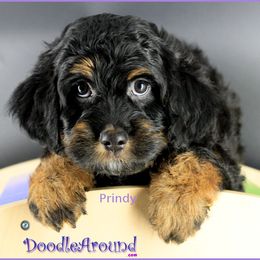 Prindy - Black female Australian Labradoodle puppy in Billings, Montana from Doodle Around