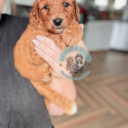 Clover - Red  female Goldendoodle puppy in Marion, Ohio from Doodles & Doxies