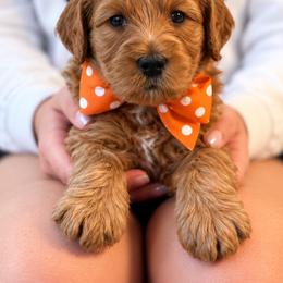 Mr. Orange Collar - Gold male Australian Labradoodle puppy in Wake Forest, North Carolina from Lucky Country Labradoodles
