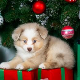 Dancer - Red merle male Toy Australian Shepherd puppy in Georgetown, Texas from Minikin Manor