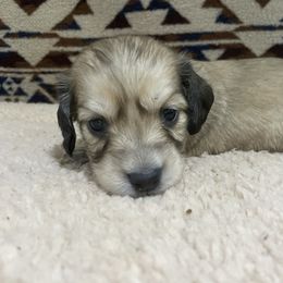 Mr Red Collar boy - Cream male Dachshund puppy in Bullard, Texas from Mimidachs of Texas