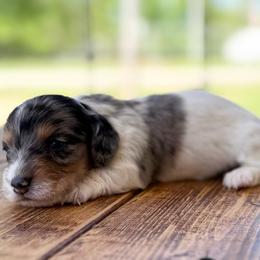 Carrot - Dapple male Dachshund puppy in London, Kentucky from Steele Half Acre Homestead