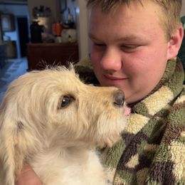 Bordoodle and Labradoodle Puppies from Howdy Doodles