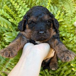 Maple - Phantom female Goldendoodle puppy in El Dorado, Arkansas from Magnolia Mini Doodles