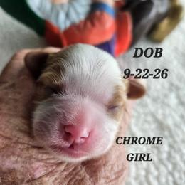 AKC CHROME - Blenheim female Cavalier King Charles Spaniel puppy in Joplin, Missouri, Missouri from HOL-A-DA CAVALIERS